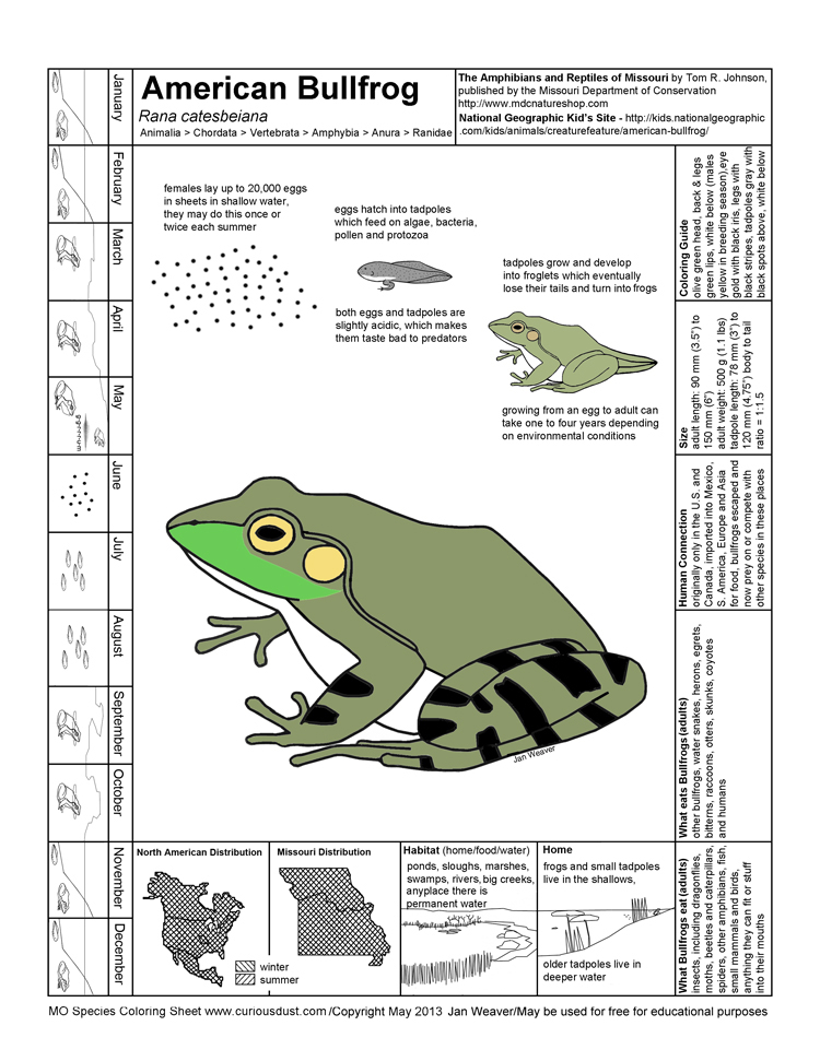 American Bullfrog Image