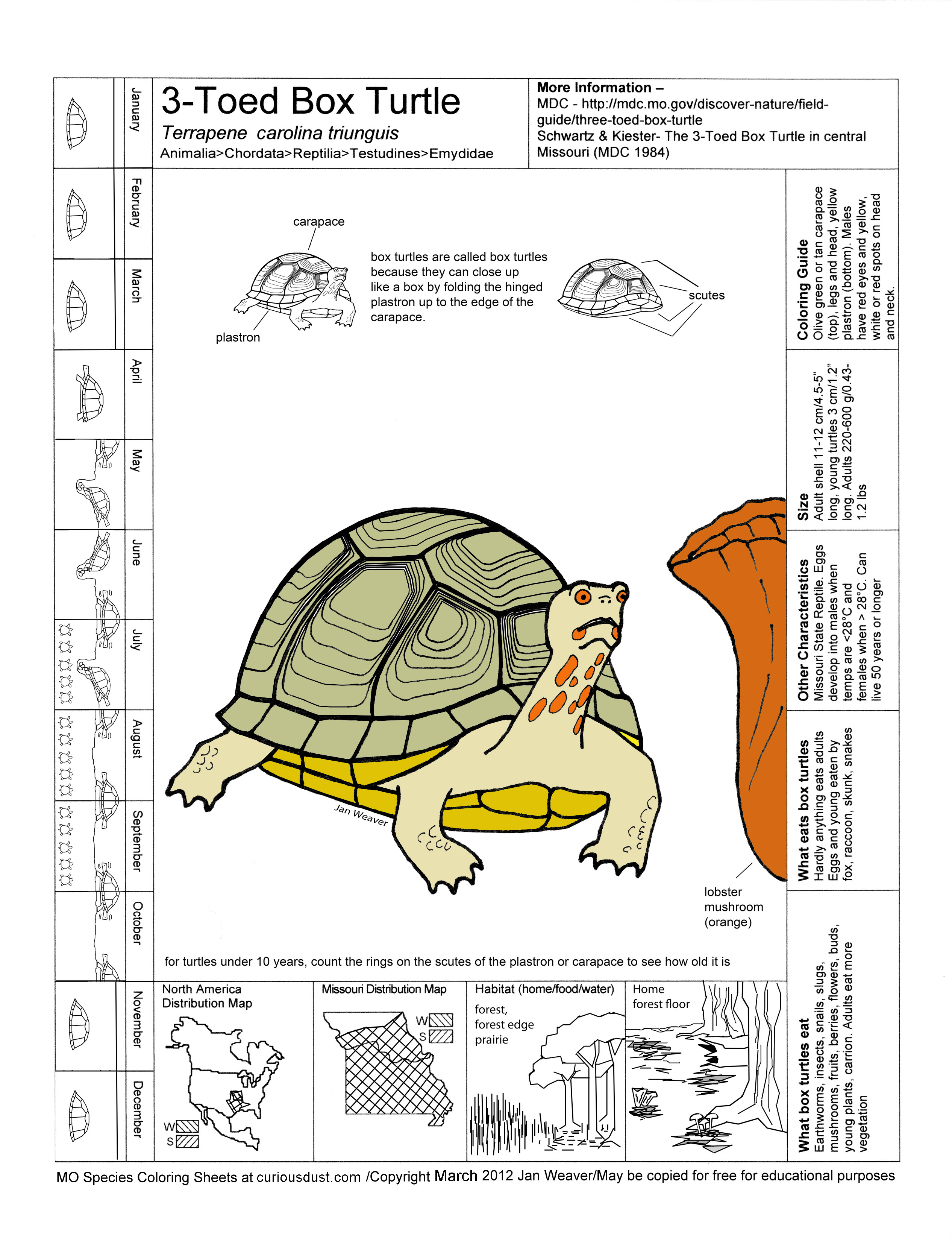 Box Turtle Image