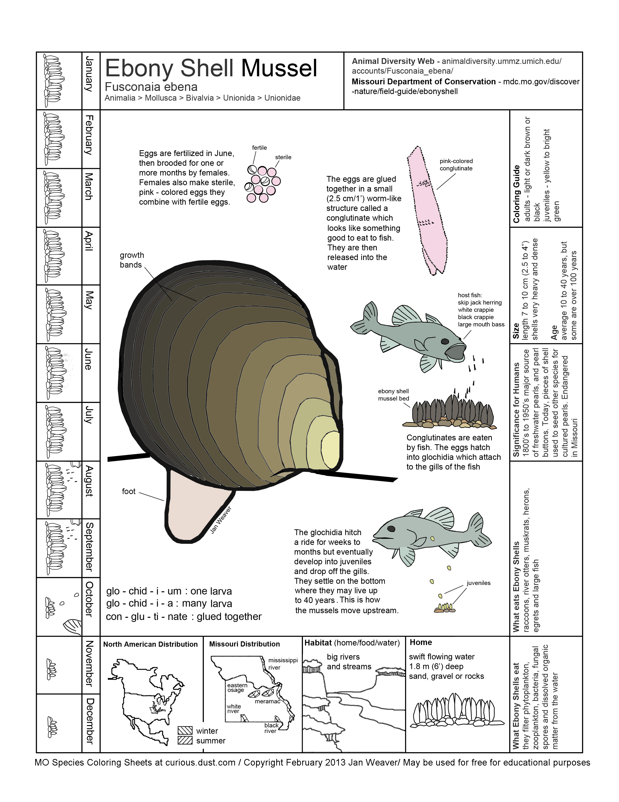 Ebonyshell Mollusc Image
