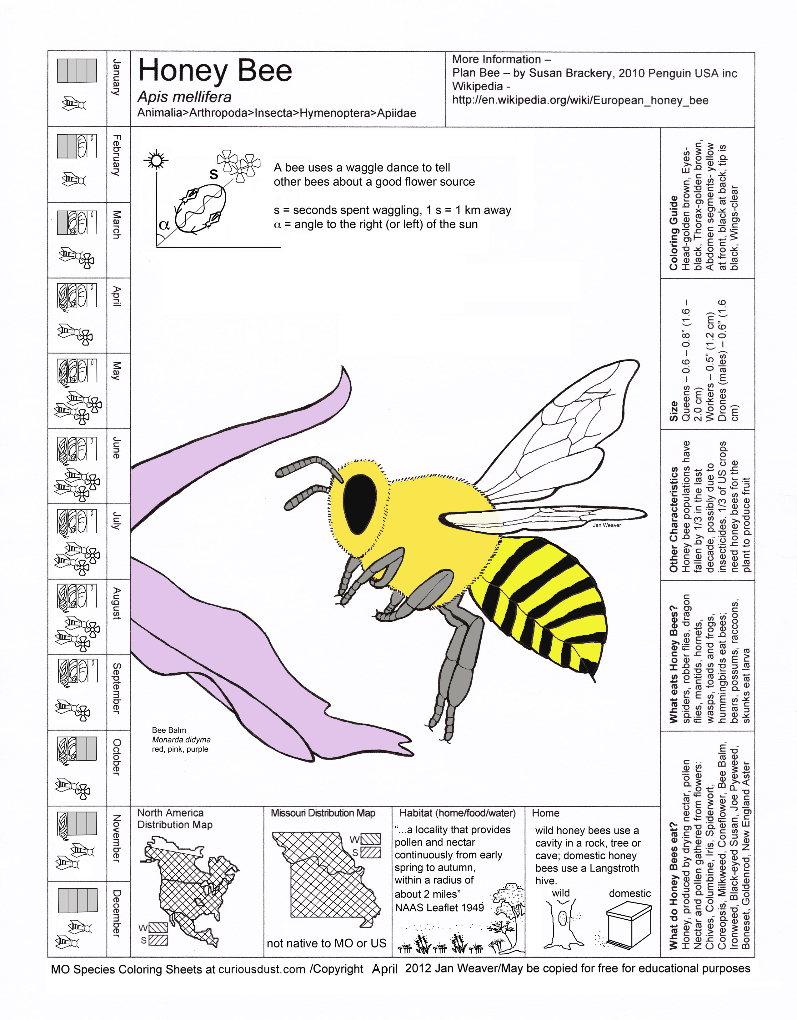 Honeybee Image