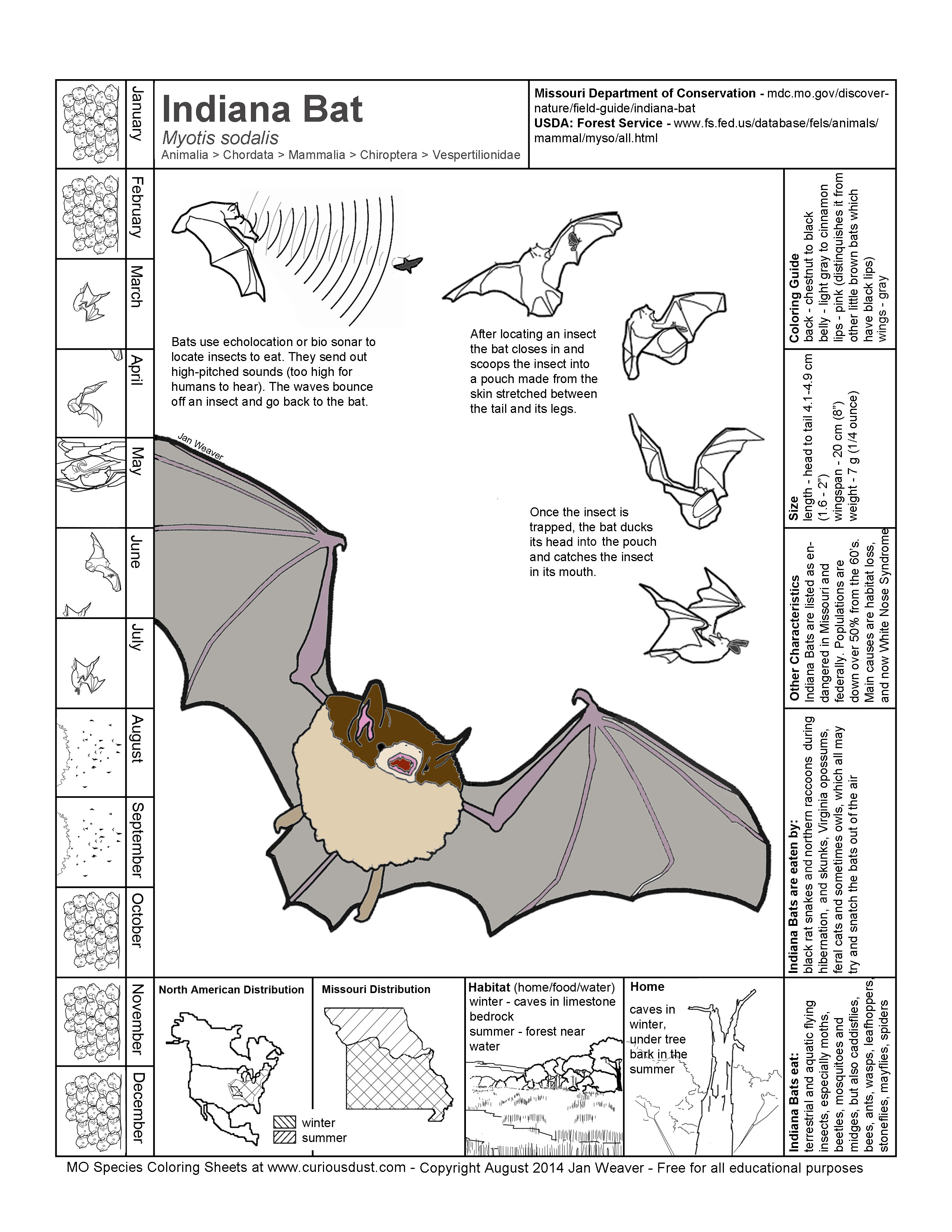 Indiana Bat Image