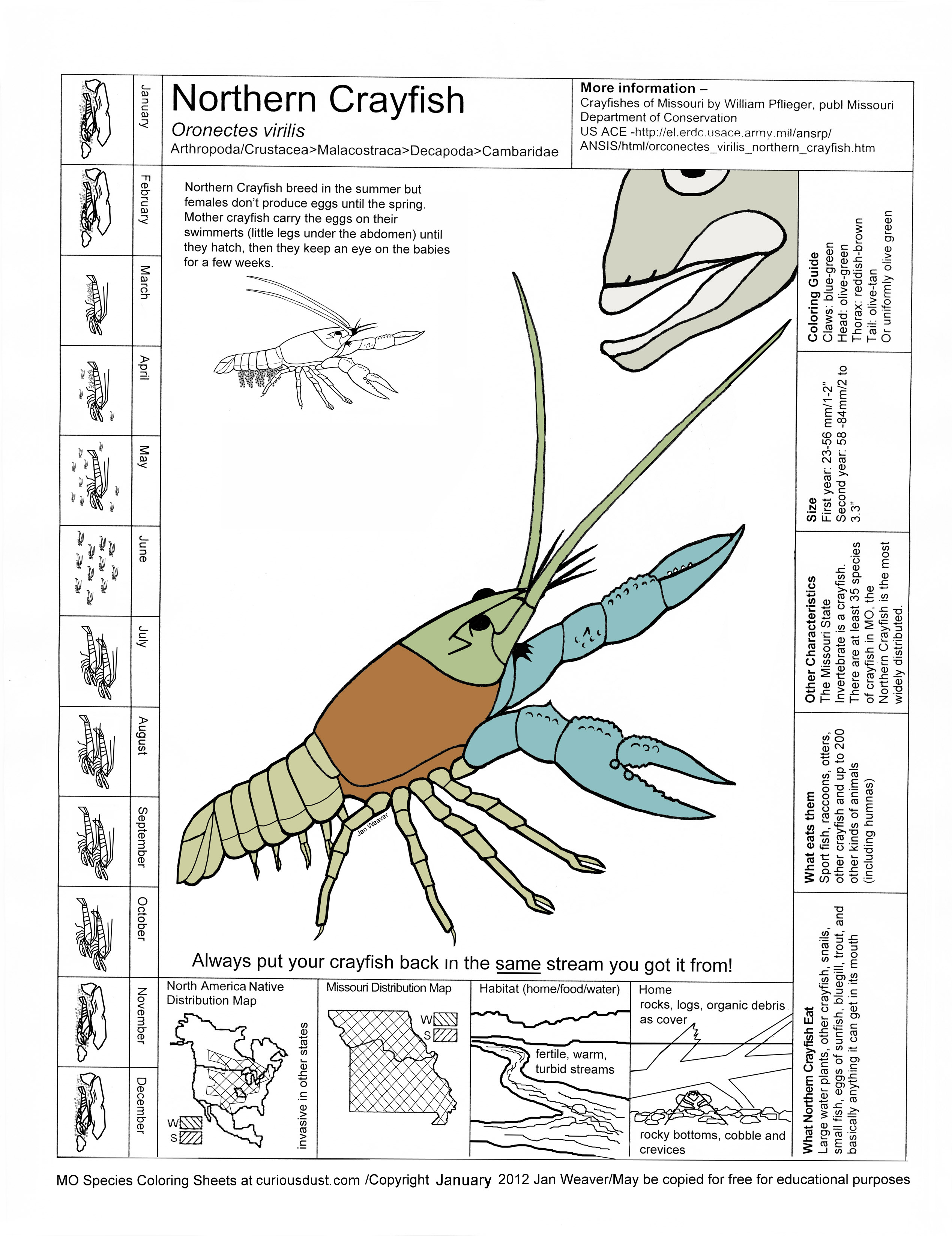 Northern Crayfish Image